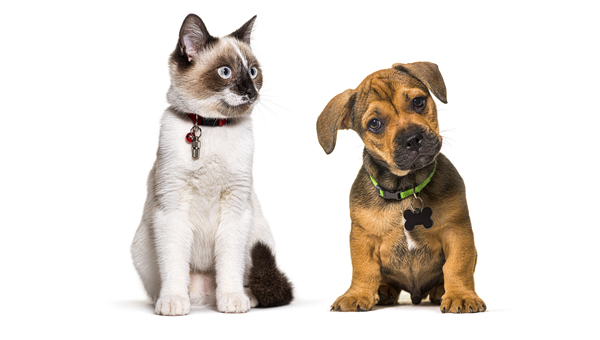 Учёт животных: собак и кошек будут маркировать