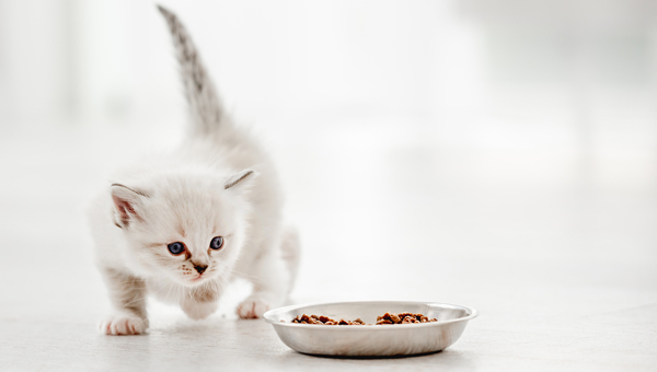 Кошачьи корма: продажи в Америке выросли более чем на 6%