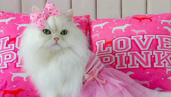 Одежда для кошек, купленная словенкой, обошлась в $3500