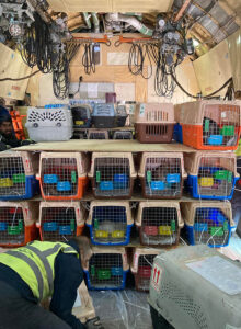 Вывоз животных из кабульской ветклиники: 317 питомцев отправились в Канаду