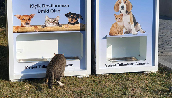 В Баку уличные кошки и собаки будут обеспечены едой и специальными домиками