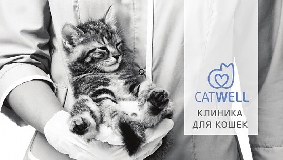 Новая клиника кошек CatWell открылась в Москве