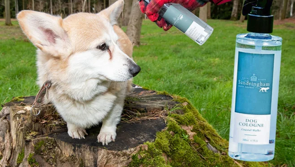 «Королевский» парфюм для собак появился в продаже