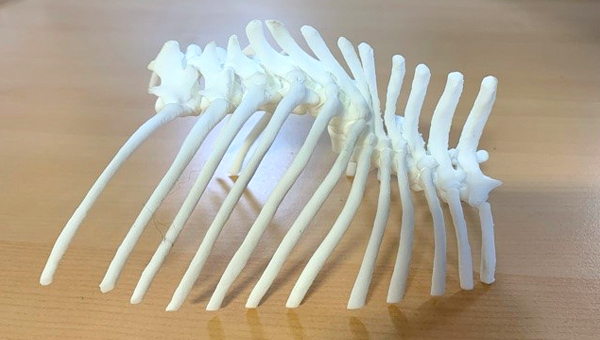3D-модель позвоночника собаки помогла успешно провести операцию