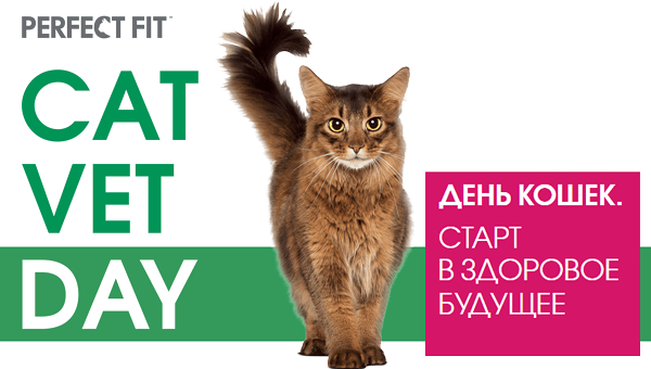 Онлайн-конференция Cat Vet Day пройдёт 1 марта