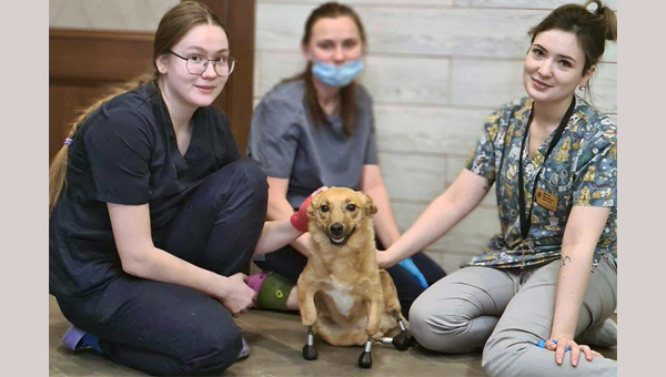 Из ветеринарной клиники «БЭСТ» выписали собаку на четырёх протезах