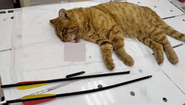 Ветврачи спасли кота, расстрелянного из арбалета