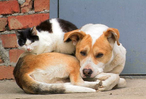 Производитель кормов «Кормотех» запустил инициативу Save Pets of Ukraine