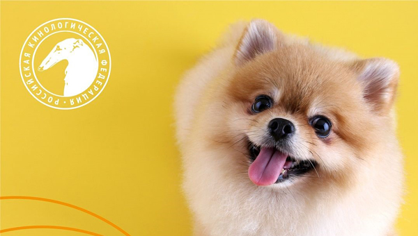 В РКФ назвали самые популярные породы собак в России