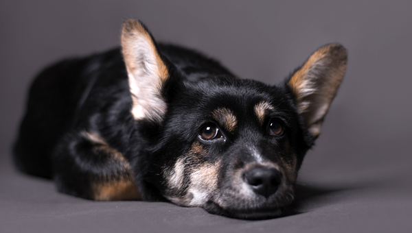 Исследование: собаки чувствуют скорбь из-за смерти друзей