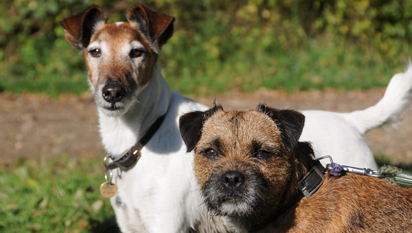 Ученые связали синдром Кушинга с определёнными породами собак