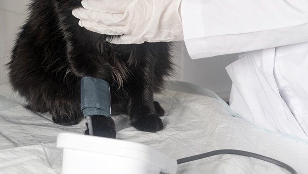 Геномное исследование болезней почек и гипертонии у кошек