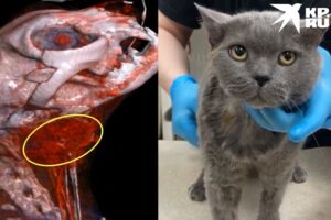 Врачи из «БЭСТа» удалили огромную опухоль у кота