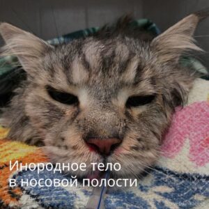 В клинике «БЭСТ» из головы кота удалили железный штырь
