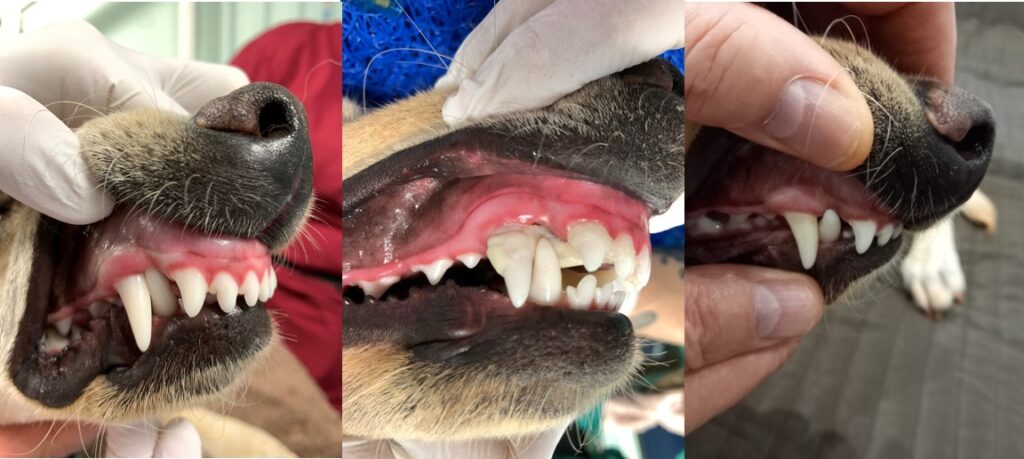 Собаке с врождённым дефектом челюсти смогли помочь ветврачи