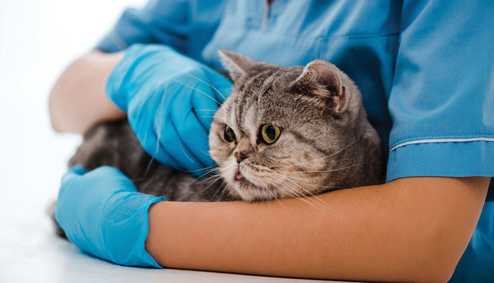 Cat Friendly Clinic - заход
