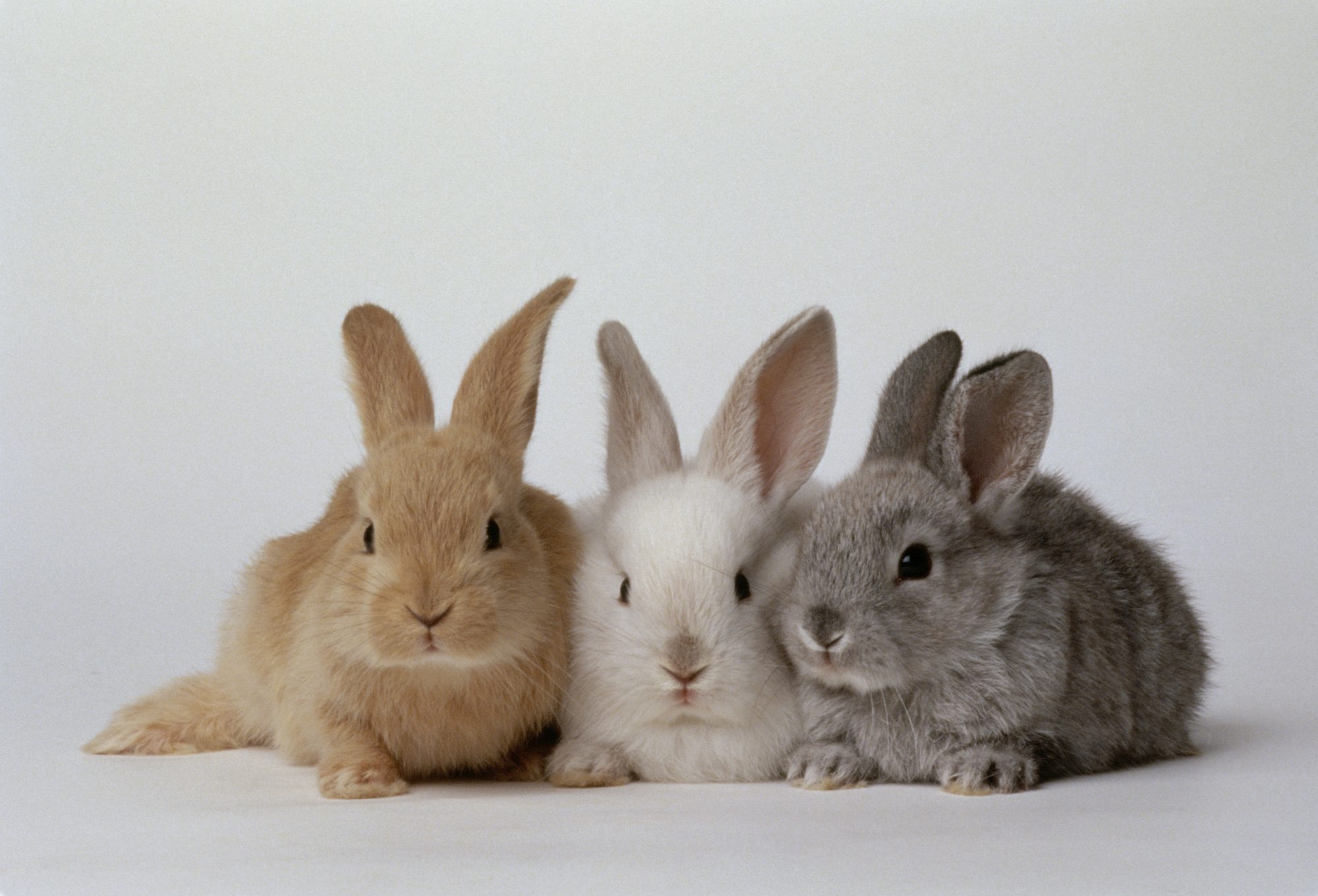 Продажа кроликов остановлена в британской сети магазинов Pets at Home