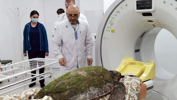 Морскую черепаху исследовали с помощью КТ в Анапе