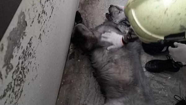 В Новороссийске спасли собаку из пожара в жилом доме