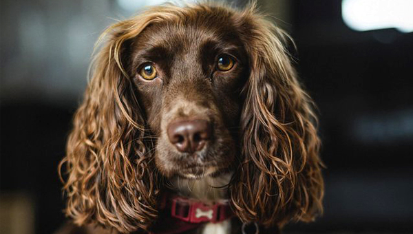 Причину отёка во рту у собаки нашли шотландские ветврачи