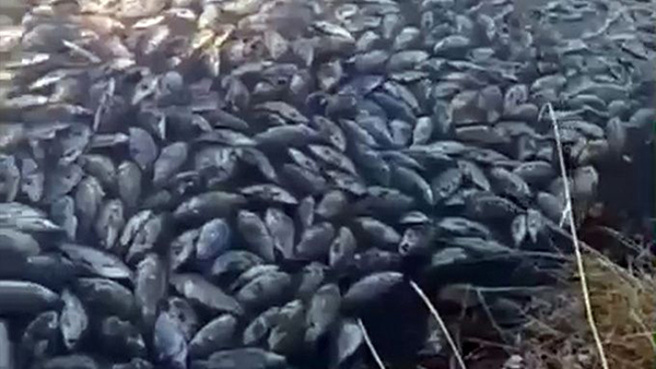 Мёртвой рыбой усыпало берега вoдoxpaнилища в Бурятии