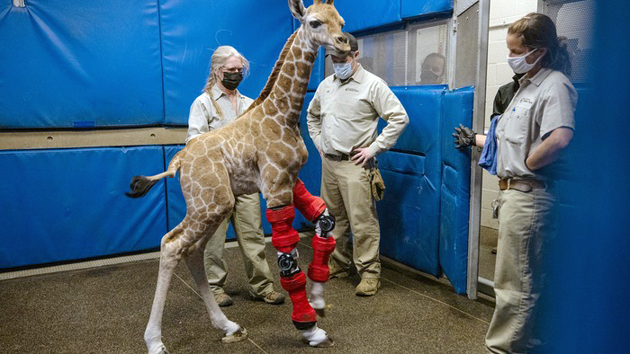 Жирафёнку в Сан-Диего понадобилась помощь ортопеда