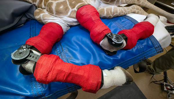 Жирафёнку в зоопарке Сан-Диего понадобилась помощь ортопеда