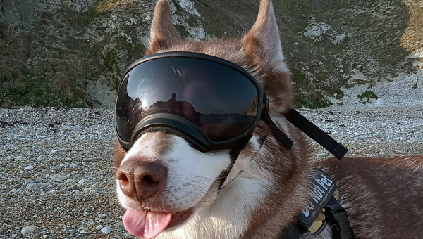Солнцезащитные очки для собак рекомендуют британские врачи
