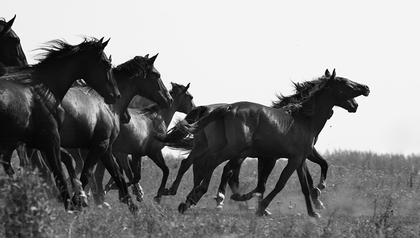 «Тайна лошади»: в Париже пройдёт выставка фотографа