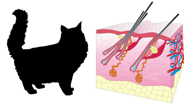 Одновременная медикаментозная коррекция атопического кожного синдрома кошек  и гипертиреоза - Зооинформ