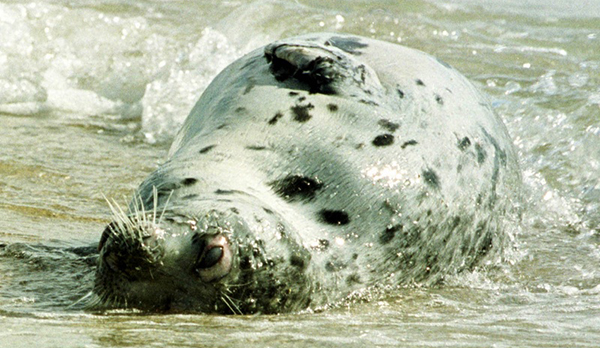 Найдено больше 90 мёртвых тюленей на Каспийском побережье