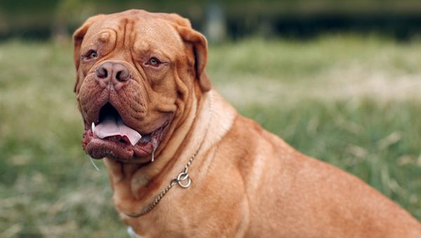 Наевшуюся камней собаку спасли в Красногвардейской ветлечебнице