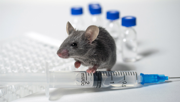 Усилить иммунный ответ у мышей можно второй инъекцией
