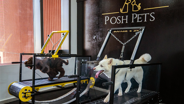 Салон для собак, а также бутик и спортзал открылись в ОАЭ