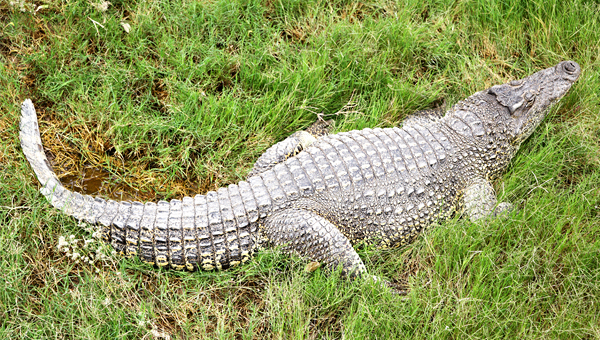 В Батайске сбежал крокодил: ведутся поиски
