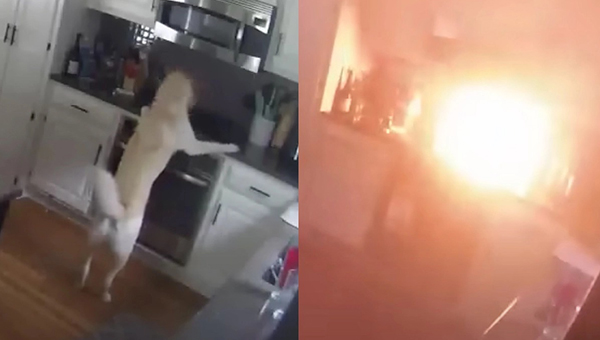 Пожар в доме: в Миссури собака случайно включила плиту