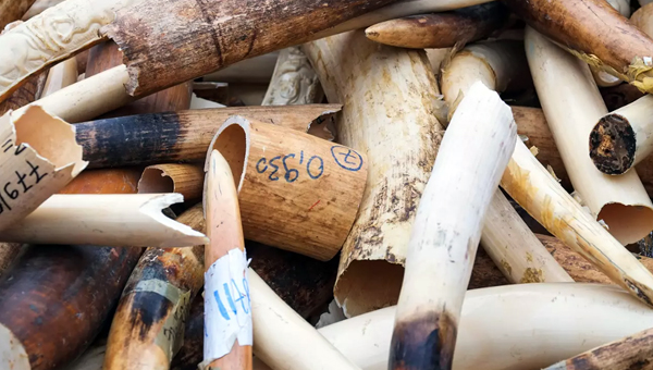 В Великобритании вступил в силу закон о запрете продажи слоновой кости