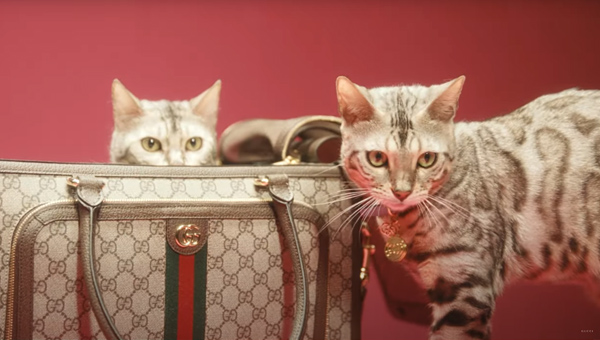 Товары для животных от Gucci: новая коллекция