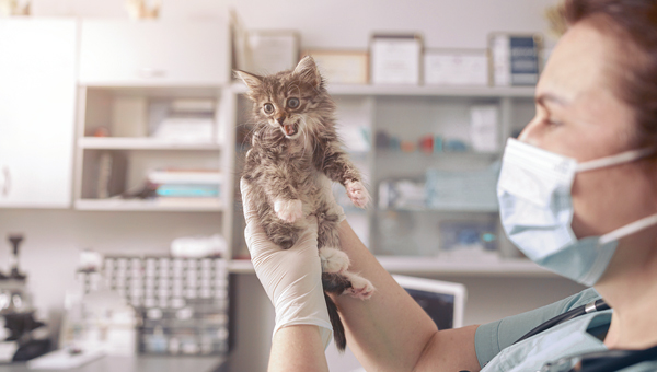 Зафиксирован случай передачи SARS-CoV-2 от кошки человеку