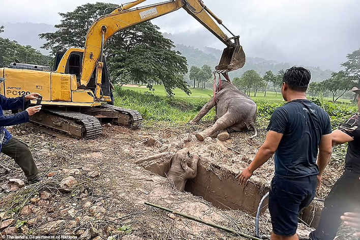 В Таиланде ветврачи сделали СЛР слонихе, прыгая на её боку