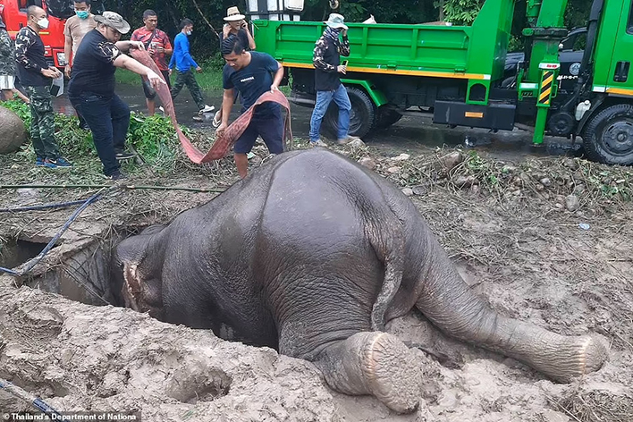 Ветврачи в Таиланде спасли из колодца слониху с детёнышем