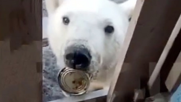 Ветврачи спасли белого медведя с банкой во рту