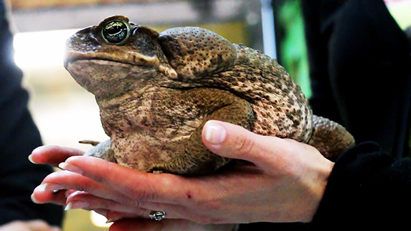 Инвазивный вид жаб убивает зверей в Калифорнии