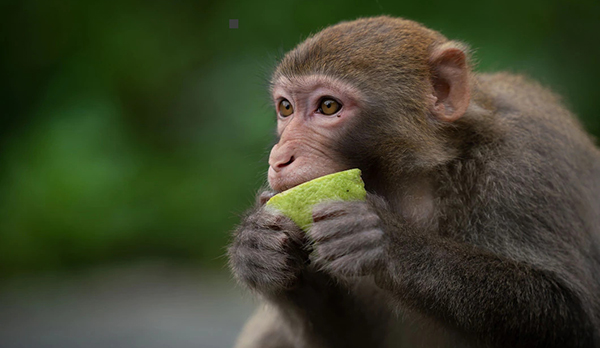Ветврачи в Ростове отобрали у обезьяны опасные магниты