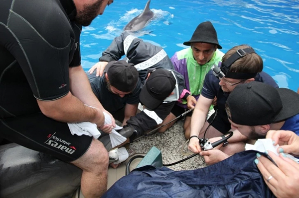 Специалисты спасли дельфина из Батумского дельфинария