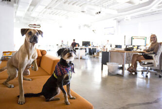 В pet-friendly офисах хотят работать 90% сотрудников в США