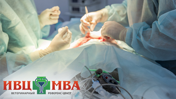 ИВЦ МВА проводит новые учебные мероприятия по УЗИ и хирургии