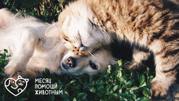 «Месяц помощи животным» пройдёт в Москве