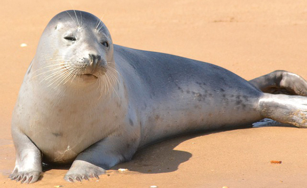 От гриппа птиц погибли не менее 57 тюленей в штате Мэн