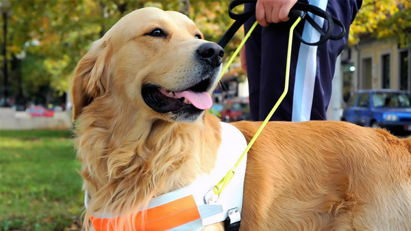 Собак-поводырей просят с пособием оставлять у инвалидов
